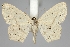  (Scopula flaccidaria - TLMF Lep 06570)  @14 [ ] CreativeCommons - Attribution Non-Commercial Share-Alike (2012) Peter Huemer Tiroler Landesmuseum Ferdinandeum