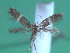  ( - KLM Lep 00197)  @13 [ ] CreativeCommons - Attribution Non-Commercial Share-Alike (2012) Wieser Christian Landesmuseum Karnten