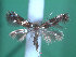  ( - KLM Lep 00198)  @12 [ ] CreativeCommons - Attribution Non-Commercial Share-Alike (2012) Wieser Christian Landesmuseum Karnten