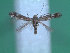  ( - KLM Lep 00200)  @13 [ ] CreativeCommons - Attribution Non-Commercial Share-Alike (2012) Wieser Christian Landesmuseum Karnten