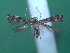  ( - KLM Lep 00216)  @13 [ ] CreativeCommons - Attribution Non-Commercial Share-Alike (2012) Wieser Christian Landesmuseum Karnten