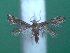  ( - KLM Lep 00217)  @12 [ ] CreativeCommons - Attribution Non-Commercial Share-Alike (2012) Wieser Christian Landesmuseum Karnten