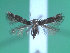  ( - KLM Lep 00225)  @13 [ ] CreativeCommons - Attribution Non-Commercial Share-Alike (2012) Wieser Christian Landesmuseum Karnten
