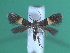  ( - KLM Lep 00236)  @12 [ ] CreativeCommons - Attribution Non-Commercial Share-Alike (2012) Wieser Christian Landesmuseum Karnten
