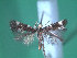  ( - KLM Lep 00238)  @13 [ ] CreativeCommons - Attribution Non-Commercial Share-Alike (2012) Wieser Christian Landesmuseum Karnten