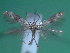  ( - KLM Lep 00254)  @12 [ ] CreativeCommons - Attribution Non-Commercial Share-Alike (2012) Wieser Christian Landesmuseum Karnten