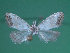  (Nola infantula - KLM Lep 00271)  @12 [ ] CreativeCommons - Attribution Non-Commercial Share-Alike (2012) Wieser Christian Landesmuseum Karnten