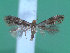  ( - KLM Lep 00275)  @13 [ ] CreativeCommons - Attribution Non-Commercial Share-Alike (2012) Wieser Christian Landesmuseum Karnten