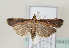  (Moitrelia obductella - TLMF Lep 06417)  @14 [ ] CreativeCommons - Attribution Non-Commercial Share-Alike (2012) Peter Huemer Tiroler Landesmuseum Ferdinandeum