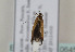  ( - TLMF Lep 06454)  @12 [ ] CreativeCommons - Attribution Non-Commercial Share-Alike (2012) Peter Huemer Tiroler Landesmuseum Ferdinandeum