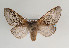  (Poecilocampa coluchei - TLMF Lep 06779)  @14 [ ] CreativeCommons - Attribution Non-Commercial Share-Alike (2012) Peter Huemer Tiroler Landesmuseum Ferdinandeum