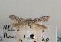  (Tecmerium anthophagum - TLMF Lep 06885)  @11 [ ] CreativeCommons - Attribution Non-Commercial Share-Alike (2012) Peter Huemer Tiroler Landesmuseum Ferdinandeum