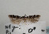  (Caryocolum fibigerium - TLMF Lep 06904)  @13 [ ] CreativeCommons - Attribution Non-Commercial Share-Alike (2012) Peter Huemer Tiroler Landesmuseum Ferdinandeum