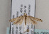 ( - TLMF Lep 06947)  @11 [ ] CreativeCommons - Attribution Non-Commercial Share-Alike (2012) Peter Huemer Tiroler Landesmuseum Ferdinandeum