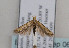  ( - TLMF Lep 06952)  @13 [ ] CreativeCommons - Attribution Non-Commercial Share-Alike (2012) Peter Huemer Tiroler Landesmuseum Ferdinandeum