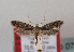  (Monopis neglecta - TLMF Lep 07250)  @13 [ ] CreativeCommons - Attribution Non-Commercial Share-Alike (2012) Peter Huemer Tiroler Landesmuseum Ferdinandeum