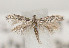  (Bucculatrix fatigatella - TLMF Lep 07341)  @13 [ ] CreativeCommons - Attribution Non-Commercial Share-Alike (2012) Peter Huemer Tiroler Landesmuseum Ferdinandeum