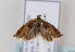  ( - TLMF Lep 07469)  @13 [ ] CreativeCommons - Attribution Non-Commercial Share-Alike (2012) Peter Huemer Tiroler Landesmuseum Ferdinandeum