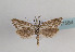  (Minetia crinitus - TLMF Lep 07584)  @14 [ ] CreativeCommons - Attribution Non-Commercial Share-Alike (2012) Peter Huemer Tiroler Landesmuseum Ferdinandeum