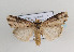  ( - TLMF Lep 07597)  @14 [ ] CreativeCommons - Attribution Non-Commercial Share-Alike (2012) Peter Huemer Tiroler Landesmuseum Ferdinandeum