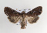  (Lacanobia oleracea - TLMF Lep 07606)  @14 [ ] CreativeCommons - Attribution Non-Commercial Share-Alike (2012) Peter Huemer Tiroler Landesmuseum Ferdinandeum