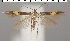  (Cosmopterix scribaiella - TLMF Lep 06657)  @14 [ ] CreativeCommons - Attribution Non-Commercial Share-Alike (2012) Peter Huemer Tiroler Landesmuseum Ferdinandeum