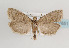  ( - TLMF Lep 07651)  @14 [ ] CreativeCommons - Attribution Non-Commercial Share-Alike (2012) Peter Huemer Tiroler Landesmuseum Ferdinandeum