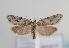  ( - TLMF Lep 07670)  @11 [ ] CreativeCommons - Attribution Non-Commercial Share-Alike (2012) Peter Huemer Tiroler Landesmuseum Ferdinandeum