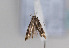  ( - TLMF Lep 07693)  @12 [ ] CreativeCommons - Attribution Non-Commercial Share-Alike (2012) Peter Huemer Tiroler Landesmuseum Ferdinandeum