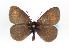  (Erebia eriphyle - TLMF Lep 07728)  @14 [ ] CreativeCommons - Attribution Non-Commercial Share-Alike (2012) Peter Huemer Tiroler Landesmuseum Ferdinandeum
