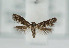 (Epermenia farreni - TLMF Lep 08591)  @11 [ ] CreativeCommons - Attribution Non-Commercial Share-Alike (2012) Peter Huemer Tiroler Landesmuseum Ferdinandeum