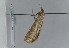  ( - TLMF Lep 08660)  @12 [ ] Unspecified (default): All Rights Reserved  Unspecified Tiroler Landesmuseum Ferdinandeum