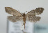  (Lampronia provectella - TLMF Lep 08666)  @13 [ ] Unspecified (default): All Rights Reserved  Unspecified Tiroler Landesmuseum Ferdinandeum