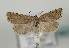  ( - TLMF Lep 08672)  @13 [ ] Unspecified (default): All Rights Reserved  Unspecified Tiroler Landesmuseum Ferdinandeum