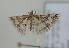  ( - TLMF Lep 08735)  @13 [ ] Unspecified (default): All Rights Reserved  Unspecified Tiroler Landesmuseum Ferdinandeum