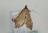  ( - TLMF Lep 08738)  @12 [ ] Unspecified (default): All Rights Reserved  Unspecified Tiroler Landesmuseum Ferdinandeum
