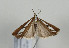  ( - TLMF Lep 08739)  @14 [ ] Unspecified (default): All Rights Reserved  Unspecified Tiroler Landesmuseum Ferdinandeum
