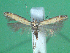  ( - KLM Lep 00497)  @14 [ ] CreativeCommons - Attribution Non-Commercial Share-Alike (2012) Peter Huemer Landesmuseum Kärnten