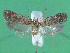  ( - KLM Lep 00507)  @14 [ ] CreativeCommons - Attribution Non-Commercial Share-Alike (2012) Peter Huemer Landesmuseum Kärnten