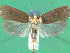  ( - KLM Lep 00508)  @14 [ ] CreativeCommons - Attribution Non-Commercial Share-Alike (2012) Peter Huemer Landesmuseum Kärnten