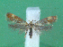  ( - KLM Lep 00532)  @14 [ ] CreativeCommons - Attribution Non-Commercial Share-Alike (2012) Peter Huemer Landesmuseum Kärnten