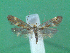  ( - KLM Lep 00533)  @13 [ ] CreativeCommons - Attribution Non-Commercial Share-Alike (2012) Peter Huemer Landesmuseum Kärnten