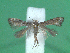  ( - KLM Lep 00617)  @13 [ ] CreativeCommons - Attribution Non-Commercial Share-Alike (2012) Christian Wieser Landesmuseum Kärnten
