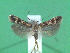  ( - KLM Lep 00626)  @14 [ ] CreativeCommons - Attribution Non-Commercial Share-Alike (2012) Christian Wieser Landesmuseum Kärnten