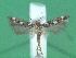  ( - KLM Lep 00632)  @14 [ ] CreativeCommons - Attribution Non-Commercial Share-Alike (2012) Christian Wieser Landesmuseum Kärnten