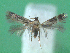  ( - KLM Lep 00635)  @12 [ ] CreativeCommons - Attribution Non-Commercial Share-Alike (2012) Christian Wieser Landesmuseum Kärnten