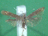 ( - KLM Lep 00653)  @13 [ ] CreativeCommons - Attribution Non-Commercial Share-Alike (2012) Christian Wieser Landesmuseum Kärnten
