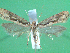  ( - KLM Lep 00656)  @13 [ ] CreativeCommons - Attribution Non-Commercial Share-Alike (2012) Christian Wieser Landesmuseum Kärnten