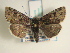  ( - KLM Lep 01056)  @14 [ ] CreativeCommons - Attribution Non-Commercial Share-Alike (2013) Peter Huemer Tiroler Landesmuseum Ferdinandeum