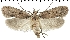  (Depressaria artemisiae - TLMF Lep 07158)  @15 [ ] CreativeCommons - Attribution Non-Commercial Share-Alike (2014) Peter Huemer Tiroler Landesmuseum Ferdinandeum